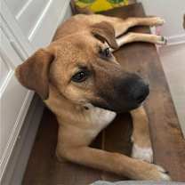 Thumbnail photo of Banzai (TX) now Nellie #1
