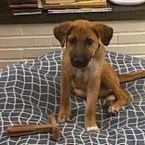 Thumbnail photo of Banzai (TX) now Nellie #3