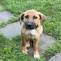 Thumbnail photo of Banzai (TX) now Nellie #4