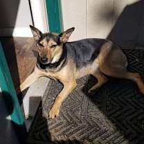 Thumbnail photo of Violet (TX) #1