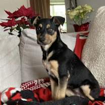 Thumbnail photo of Kiwi (GA) #1