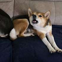 Thumbnail photo of Kiwi (GA) #3