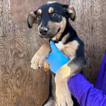 Thumbnail photo of Kiwi (GA) #4