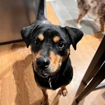 Thumbnail photo of Dixby Daxby (TX) #4