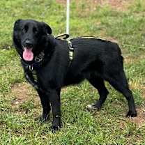 Thumbnail photo of Gruff (TX) #1