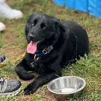 Thumbnail photo of Gruff (TX) #2