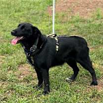 Thumbnail photo of Gruff (TX) #3