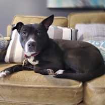 Thumbnail photo of Savannah #1