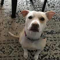 Thumbnail photo of Lulu (TX) #1