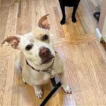 Thumbnail photo of Lulu (TX) #4