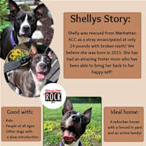 Thumbnail photo of Shelly #1
