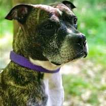 Thumbnail photo of Dre #1