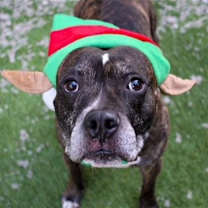 Thumbnail photo of Dre #4