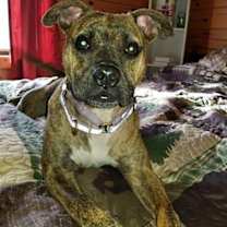 Thumbnail photo of Nala #2