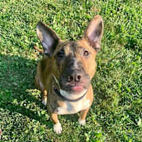 Thumbnail photo of Tigger #1