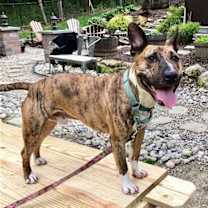 Thumbnail photo of Tigger #3