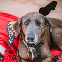 Thumbnail photo of Blue #3