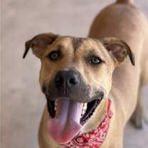 adopt-pet