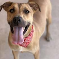 Thumbnail photo of Scout #2