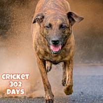 Thumbnail photo of Cricket #1