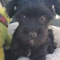 Thumbnail photo of Baby "Lunita" small moon:) #2