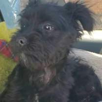 Thumbnail photo of Baby "Lunita" small moon:) #3