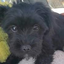 Thumbnail photo of Baby "Lunita" small moon:) #4