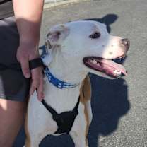 Thumbnail photo of Kit Kat #2