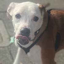 Thumbnail photo of Kit Kat #4