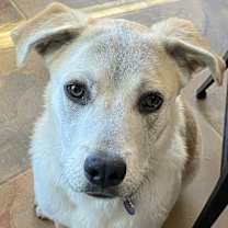 Thumbnail photo of Armoni #1