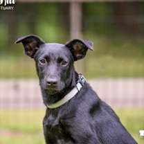 Thumbnail photo of Dillon #1