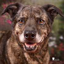 Thumbnail photo of Dusty #1