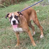 Thumbnail photo of Punky (Spayed) #2