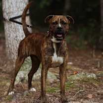 Thumbnail photo of Tank #3