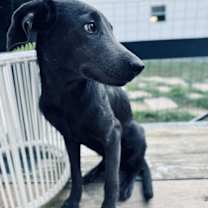 Thumbnail photo of Grixly #2