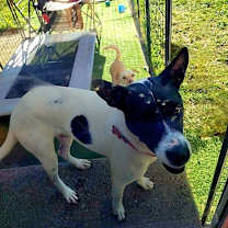 Thumbnail photo of BELLA #3