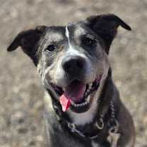 Thumbnail photo of Charms aka Charmander ***RESCUE CENTER*** #1