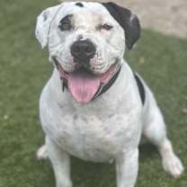 Thumbnail photo of Chip #2