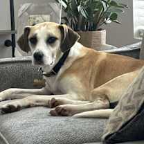 Thumbnail photo of Zoey #1