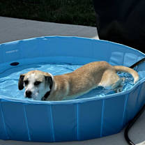 Thumbnail photo of Zoey #2