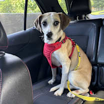 Thumbnail photo of Zoey #4
