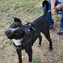 Thumbnail photo of Jacks #3