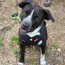 Thumbnail photo of Jacks #2