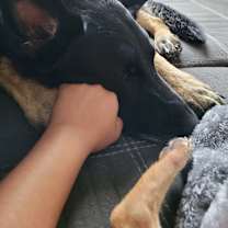 Thumbnail photo of Koda #3