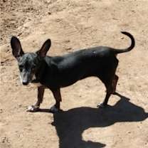 Thumbnail photo of Chica #3