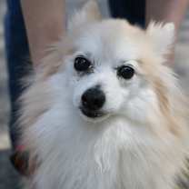 Thumbnail photo of Hansel #1