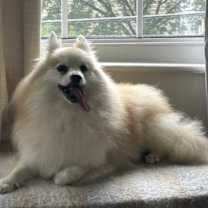 Thumbnail photo of Hansel #3