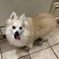 Thumbnail photo of Hansel #4