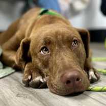 Thumbnail photo of Mocha 2 #1
