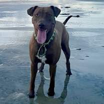 Thumbnail photo of Mocha 2 #2